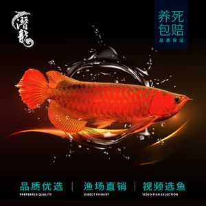小紅龍魚容易死嗎（小紅龍魚容易死亡嗎？）