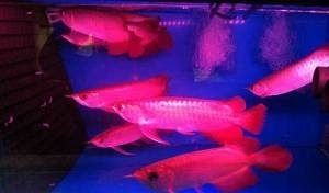 天津購買龍魚的一些地點(diǎn)及其價(jià)格：天津哪里買龍魚便宜哪里買龍魚便宜