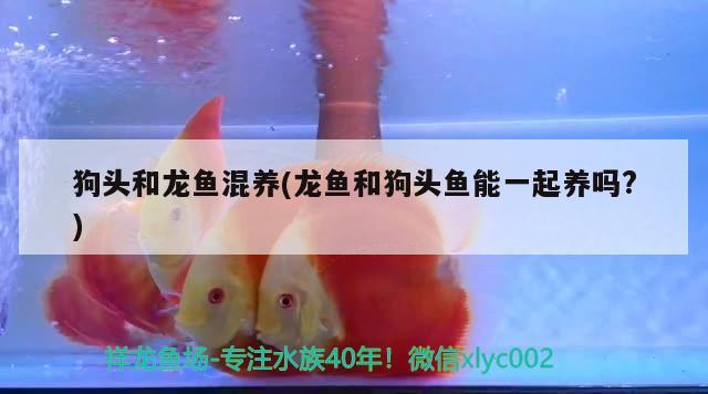 雷山縣達地水族鄉佳龍傳統手工粉店