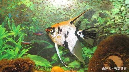 金鼓魚能和龍魚混養嗎，：金鼓魚和龍魚混養在一起能和龍魚混養嗎，金鼓魚能和龍魚混養嗎