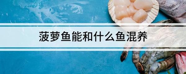 金鼓魚能和龍魚混養嗎，：金鼓魚和龍魚混養在一起能和龍魚混養嗎，金鼓魚能和龍魚混養嗎