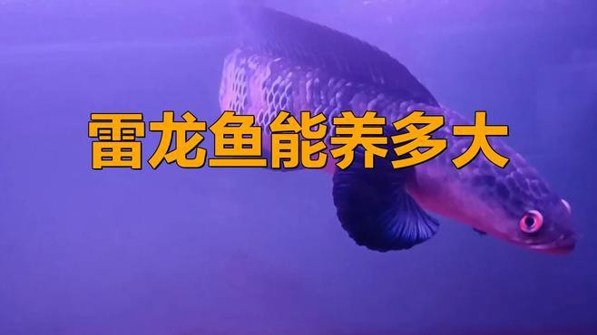 彩虹雷龍魚能長多少厘米高
