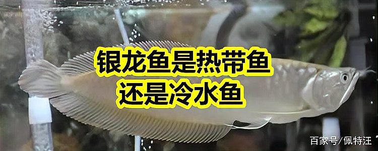 銀龍魚和冷水魚混養可以嗎？ 銀龍魚和冷水魚混養可以嗎？ 龍魚百科 第2張