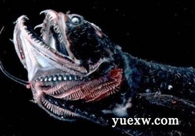 土龍魚咬人嗎(土龍魚會咬人嗎?) 龍魚百科 第4張 土龍魚咬人嗎(土龍魚會咬人嗎?) 土龍魚咬人嗎(土龍魚會咬人嗎?) 龍魚百科 第4張