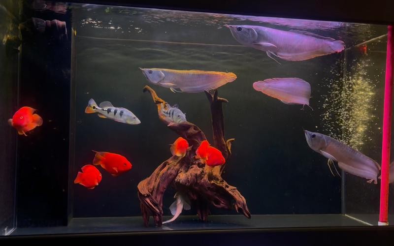 銀龍魚混養怎么搭配好看圖片 銀龍魚混養怎么搭配好看圖片 龍魚百科 第31張