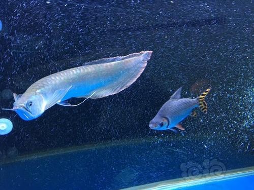 銀龍魚混養怎么搭配好看圖片 銀龍魚混養怎么搭配好看圖片 龍魚百科 第35張