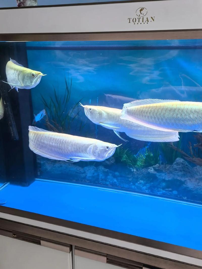 銀龍魚混養怎么搭配好看圖片 銀龍魚混養怎么搭配好看圖片 龍魚百科 第25張