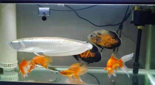 銀龍魚混養怎么搭配好看圖片 銀龍魚混養怎么搭配好看圖片 龍魚百科 第34張