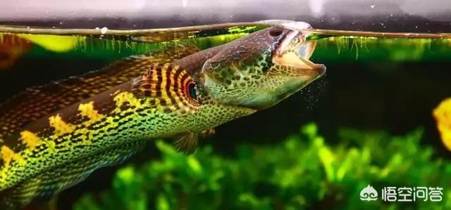 龍魚吃飼料好還是吃小魚好呢：龍魚飼料與小魚的營養(yǎng)價值對比,龍魚飼料的選擇標準是什么？ 龍魚吃飼料好還是吃小魚好呢：龍魚飼料與小魚的營養(yǎng)價值對比,龍魚飼料的選擇標準是什么？ 龍魚百科 第4張