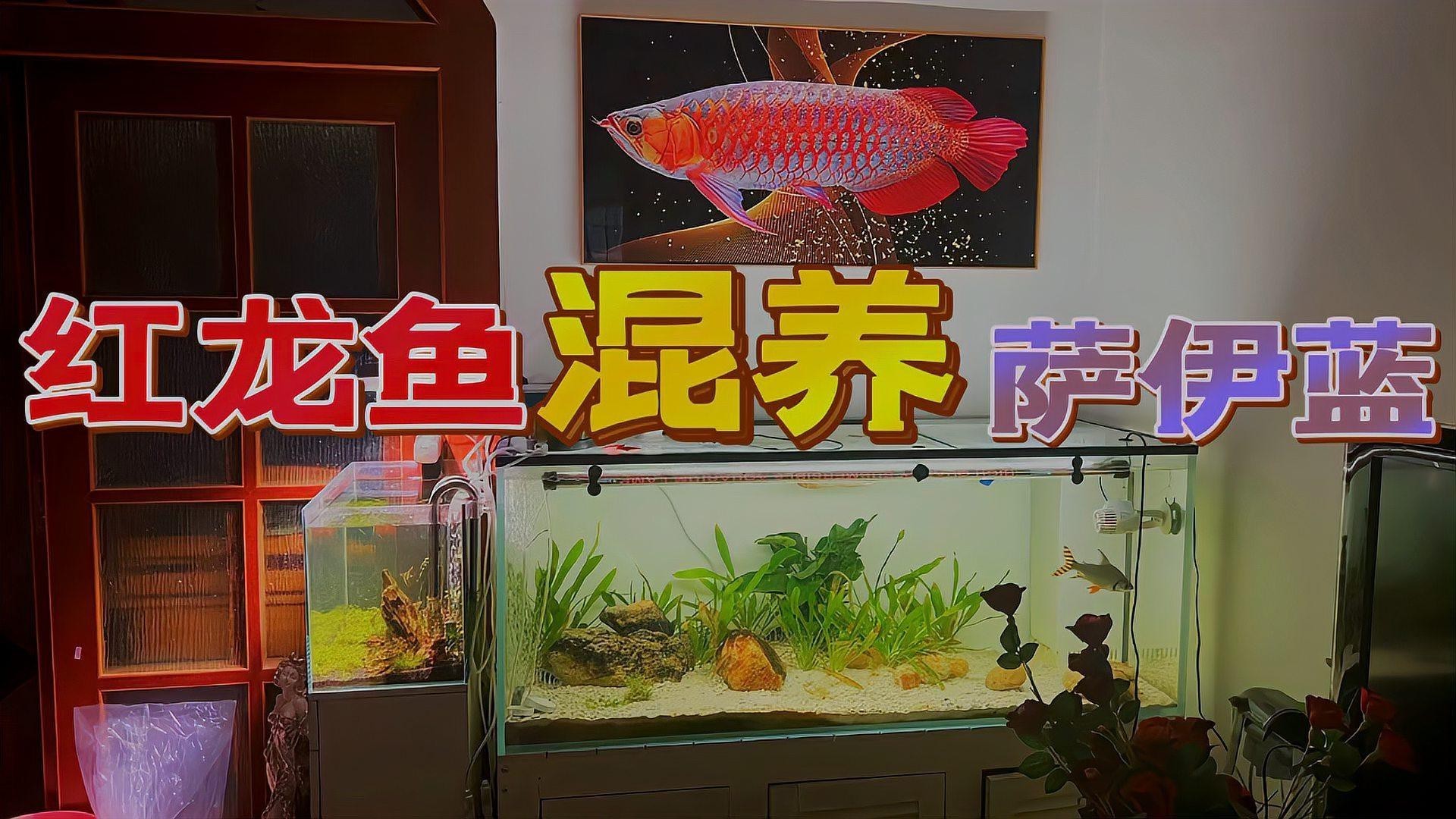 紅龍魚混養(yǎng)最佳伴侶魚品種有哪些