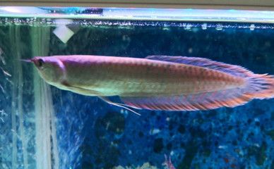銀龍魚水質(zhì)檢測(cè)頻率建議：銀龍魚水質(zhì)檢測(cè)頻率應(yīng)當(dāng)根據(jù)季節(jié)和銀龍魚的成長(zhǎng)階段來調(diào)整