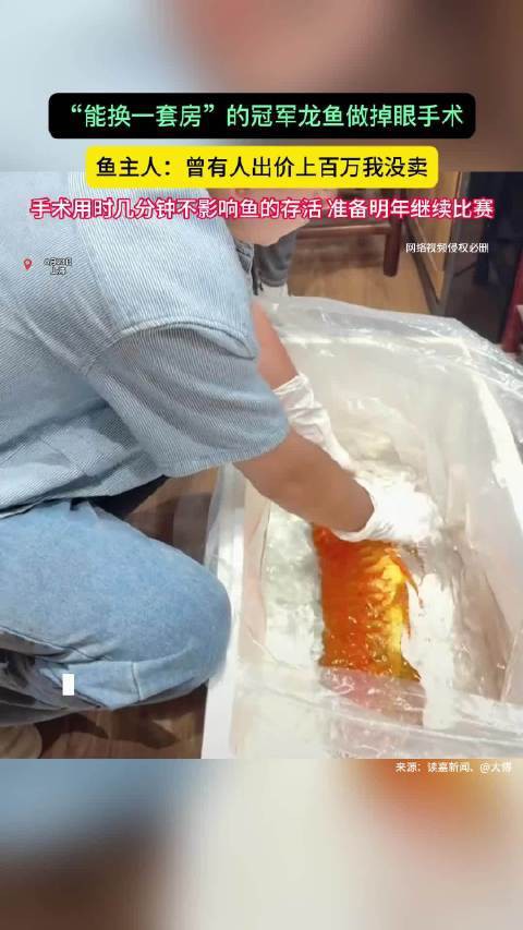 貴港龍魚貼吧最新消息今天視頻 貴港龍魚貼吧最新消息今天視頻 龍魚百科 第1張