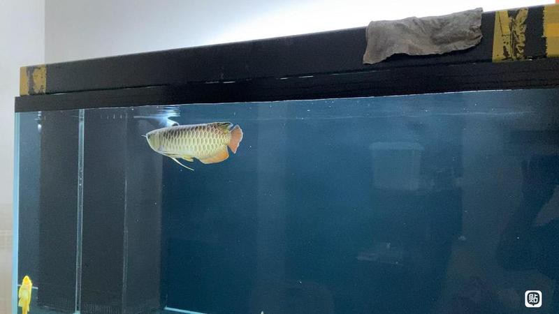 貴港龍魚貼吧最新消息今天視頻 貴港龍魚貼吧最新消息今天視頻 龍魚百科 第3張