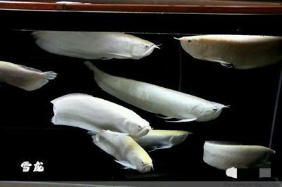 雪龍魚國際市場價(jià)格走勢：雪龍魚價(jià)格受哪些宏觀經(jīng)濟(jì)因素影響 雪龍魚國際市場價(jià)格走勢：雪龍魚價(jià)格受哪些宏觀經(jīng)濟(jì)因素影響 龍魚百科 第5張