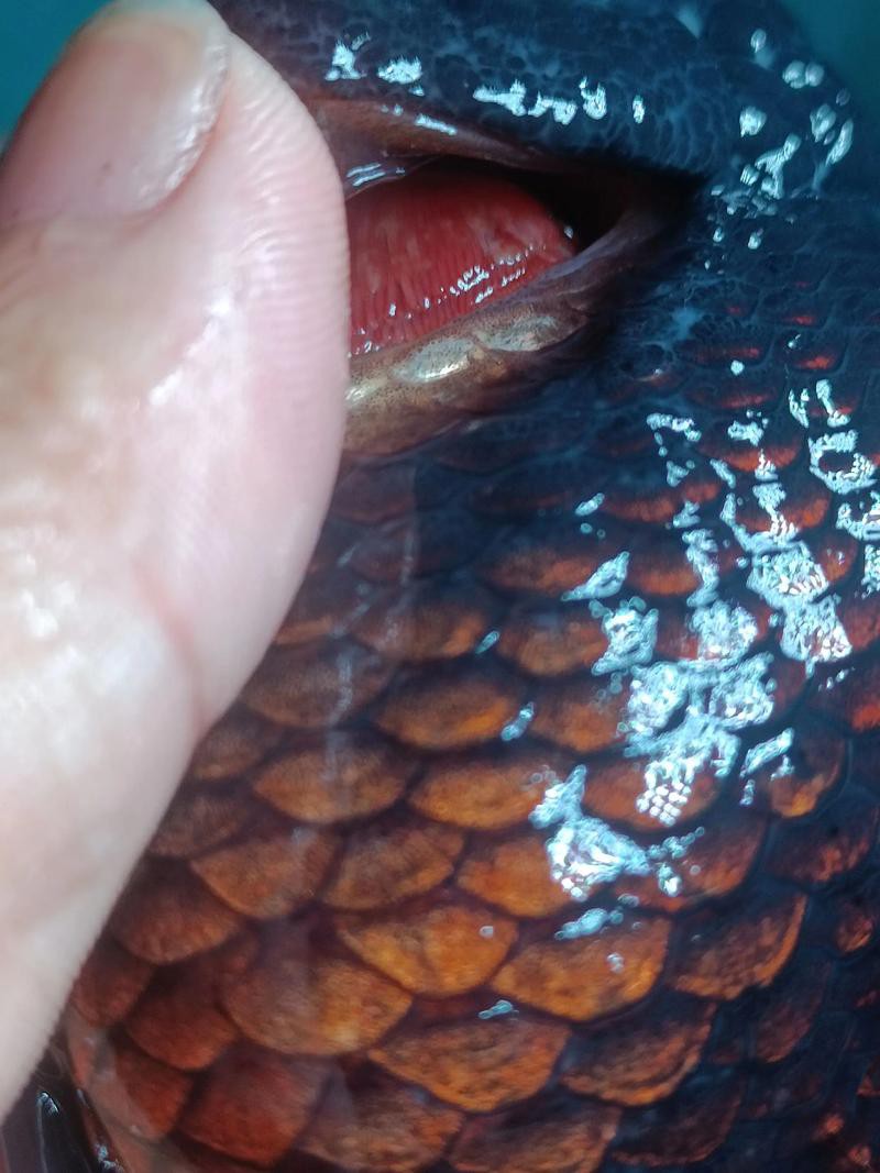 金龍魚為什么老張嘴 金龍魚為什么老張嘴 龍魚百科 第3張