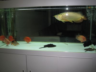 古典金龍魚的飼養(yǎng)條件和方法是什么:古典金龍魚的飼養(yǎng)條件和方法 龍魚百科 第2張 古典金龍魚的飼養(yǎng)條件和方法是什么:古典金龍魚的飼養(yǎng)條件和方法 古典金龍魚的飼養(yǎng)條件和方法是什么:古典金龍魚的飼養(yǎng)條件和方法 龍魚百科 第2張