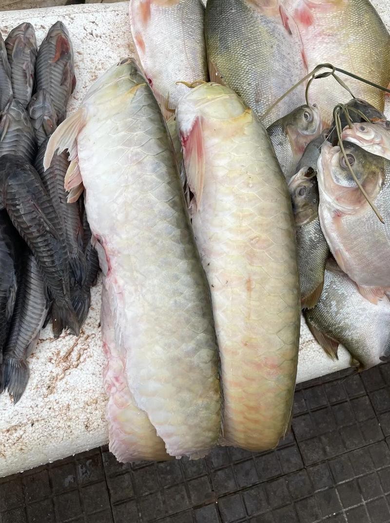 金龍魚哪里的好吃