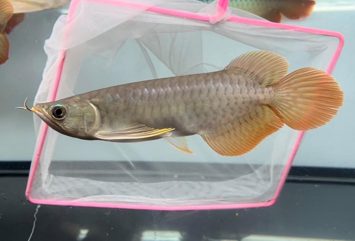 龍魚(yú)圖片頭像高清大圖