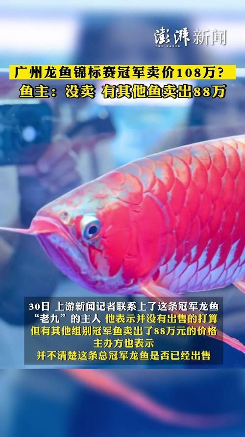 龍魚(yú)圖片頭像高清大圖