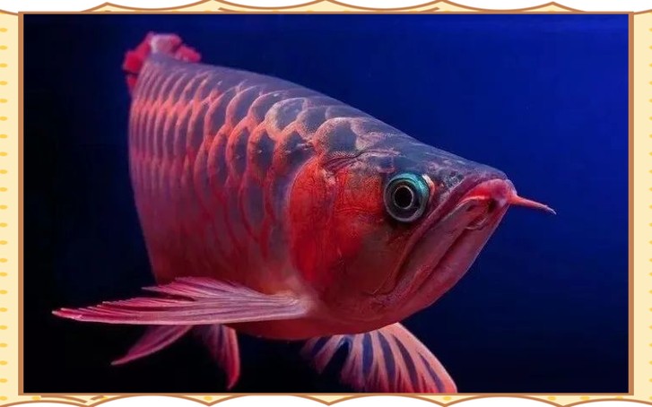 龍魚(yú)圖片頭像高清大圖