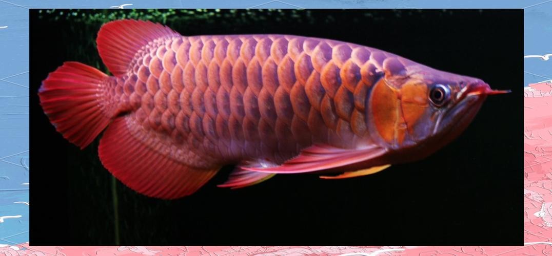 龍魚(yú)圖片頭像高清大圖
