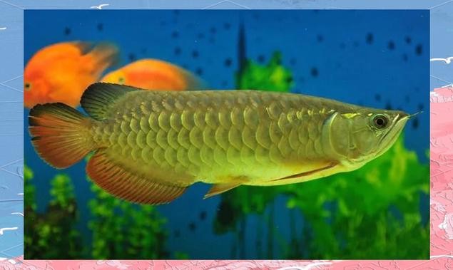 龍魚(yú)圖片頭像高清大圖