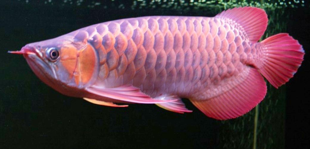 龍魚(yú)圖片頭像高清大圖