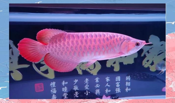 龍魚(yú)圖片頭像高清大圖