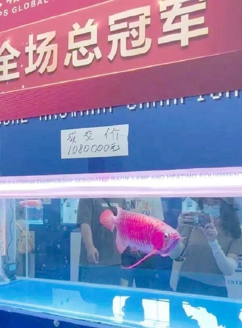 龍魚(yú)圖片頭像高清大圖