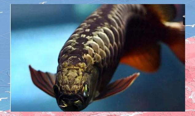 龍魚(yú)圖片頭像高清大圖