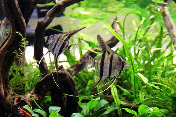 如何判斷埃及神仙魚性成熟（埃及神仙魚的性成熟可以觀察其外觀和行為表現(xiàn)來(lái)判斷）