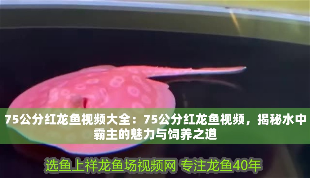 75公分紅龍魚視頻大全：75公分紅龍魚視頻，揭秘水中霸主的魅力與飼養之道 75公分紅龍魚視頻大全：75公分紅龍魚視頻，揭秘水中霸主的魅力與飼養之道 龍魚百科 第1張