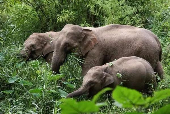 75公分紅龍魚視頻大全：75公分紅龍魚視頻，揭秘水中霸主的魅力與飼養之道 75公分紅龍魚視頻大全：75公分紅龍魚視頻，揭秘水中霸主的魅力與飼養之道 龍魚百科 第3張