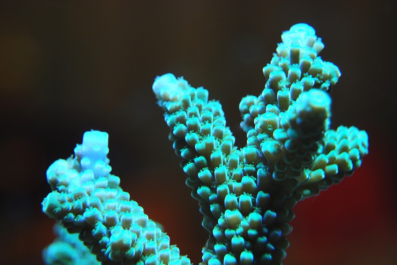 <strong><mark>于田</mark></strong>縣珊瑚島水族館