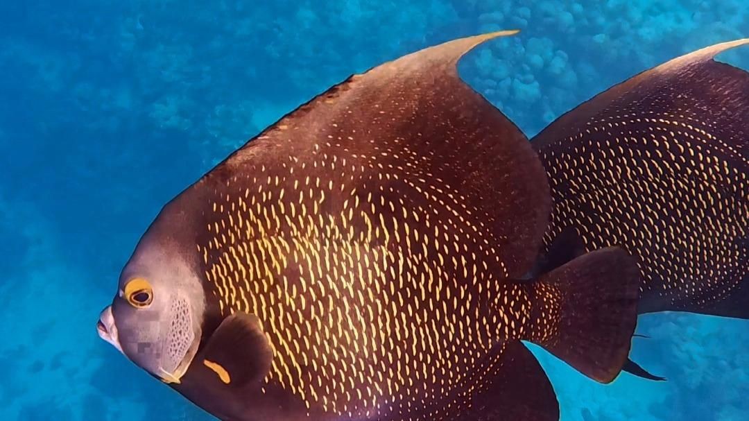 哪種神仙魚最好看 哪種神仙魚最好看 龍魚百科 第1張