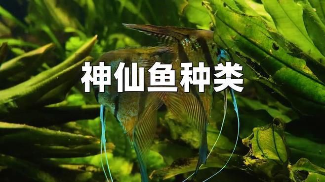 哪種神仙魚最好看 哪種神仙魚最好看 龍魚百科 第4張