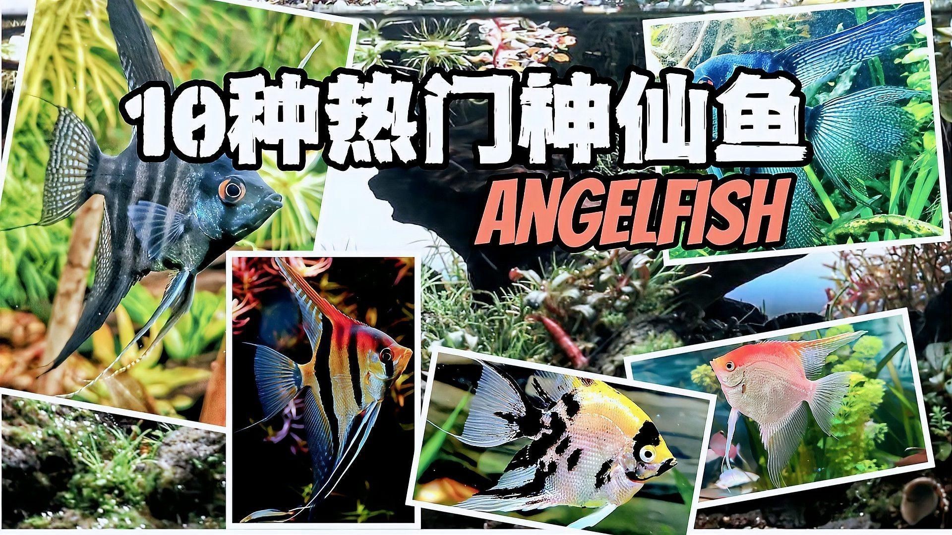 哪種神仙魚最好看 哪種神仙魚最好看 龍魚百科 第3張