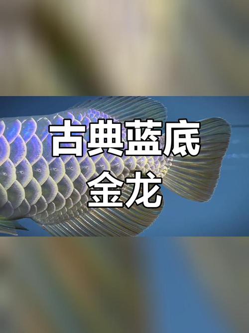 藍底金龍是什么龍魚品種