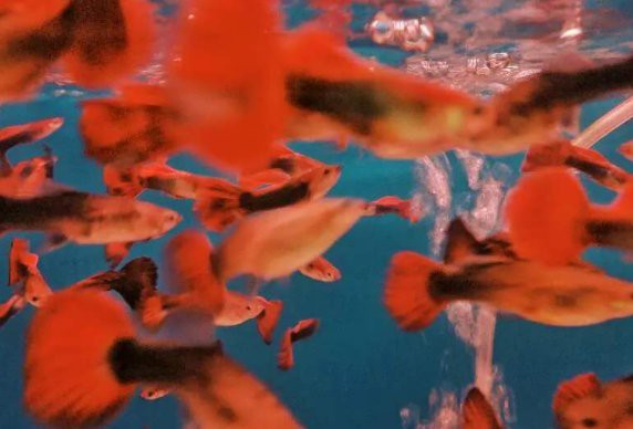 曼龍魚不喂食能撐多久？