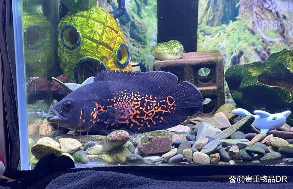 曼龍魚不喂食能撐多久？