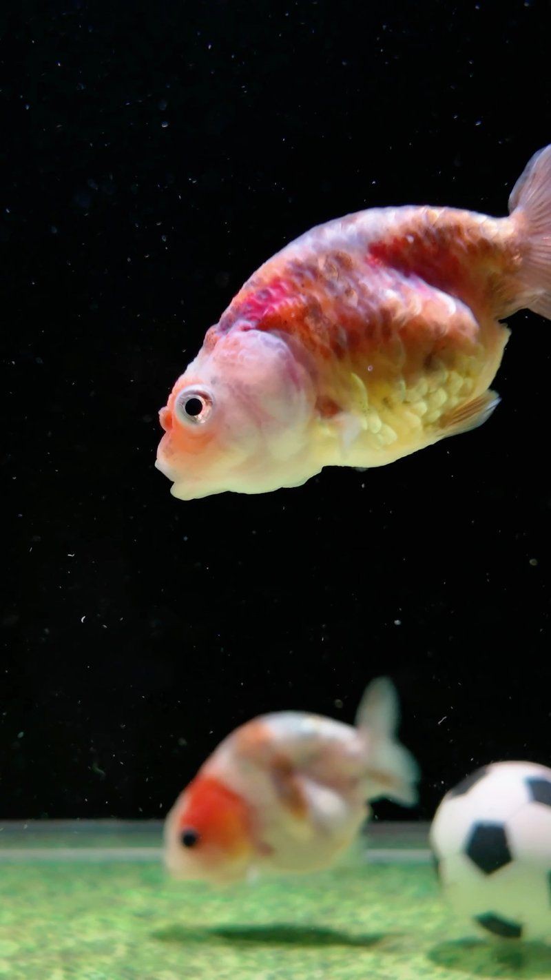 魚身充血多久會好