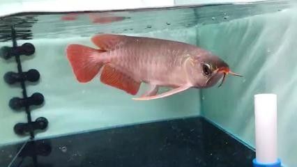 龍魚有點立鱗怎么辦啊