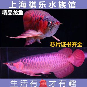 紅龍魚是觀賞魚嗎：紅龍魚的飼養方法