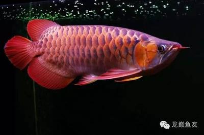 秦皇島魚色水族貿(mào)易有限公司（秦皇島魚色水族貿(mào)易有限公司怎么樣）