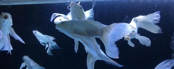 蝴蝶鯉和龍魚混養(yǎng)喂啥（蝴蝶鯉和龍魚混養(yǎng)注意事項(xiàng)）