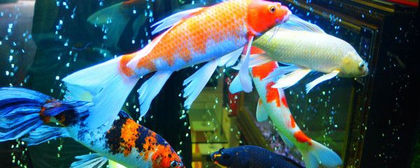 蝴蝶鯉和龍魚混養(yǎng)喂啥（蝴蝶鯉和龍魚混養(yǎng)注意事項(xiàng)）