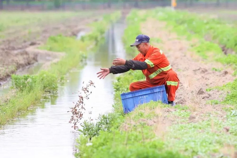 怎么訓練龍魚吃活食呢：喂養魚龍蝦苗的注意事項