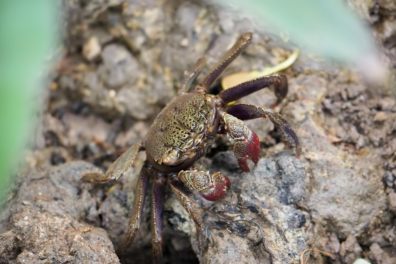 龍魚入缸后需要單獨飼養(yǎng)嗎？