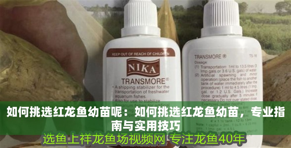 如何挑選紅龍魚幼苗呢：如何挑選紅龍魚幼苗，專業指南與實用技巧