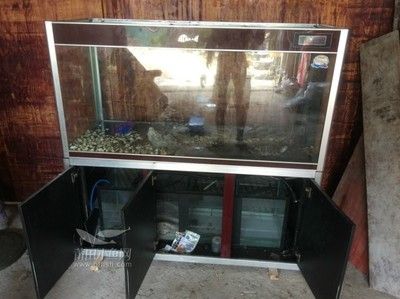 金龍魚 魚缸 黑色 霉點怎么處理掉（如何處理魚缸內的黑色霉點）